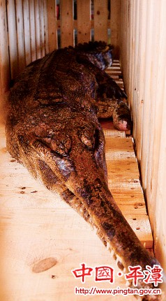 Crocodiles make pit stop in Pingtan