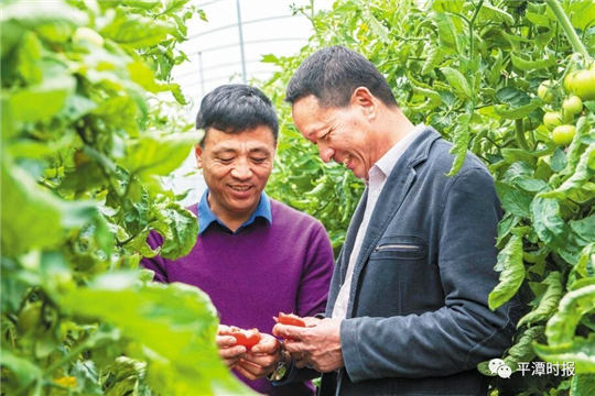 Milky way: Pingtan farmer fertilizes tomatoes with gone-off milk