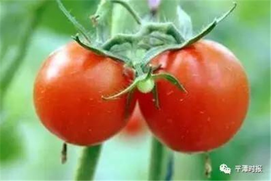 Milky way: Pingtan farmer fertilizes tomatoes with gone-off milk